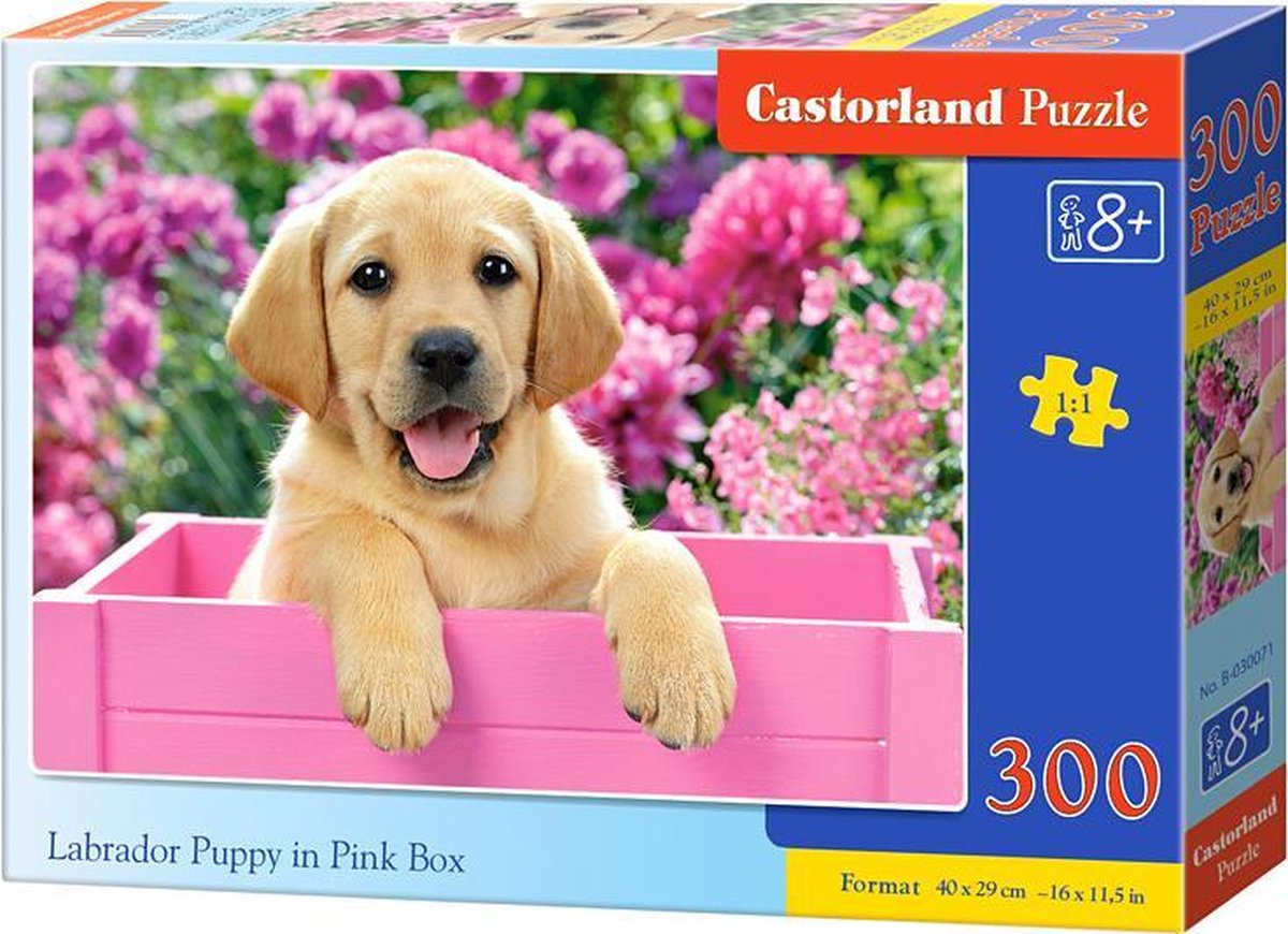 Chiot labrador Castorland dans une boîte rose – puzzle – 300 pièces – chiot – qualité premium
