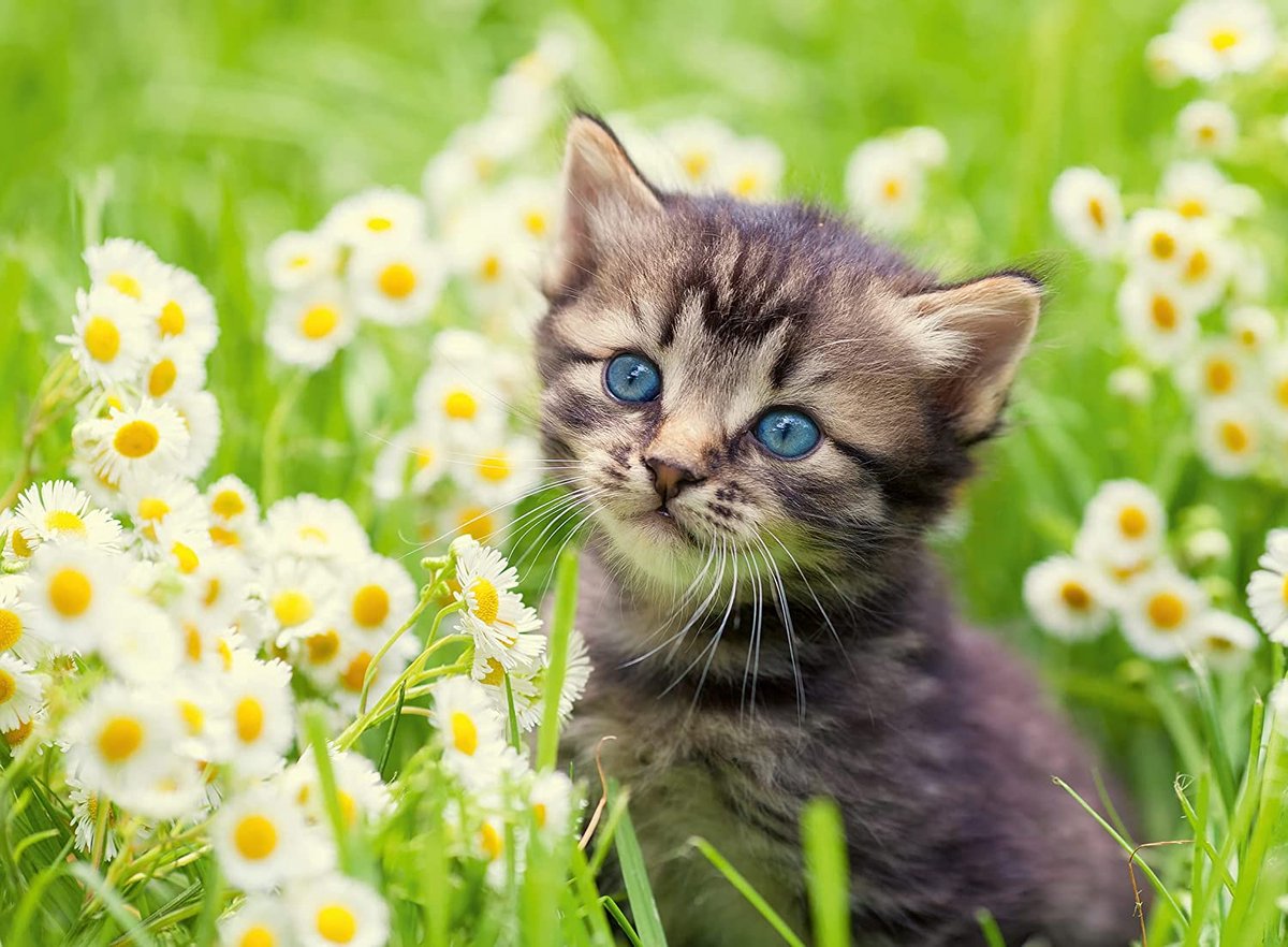 Ravensburger Jat dans la prairie, 500e.