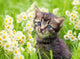 Ravensburger Jat dans la prairie, 500e.