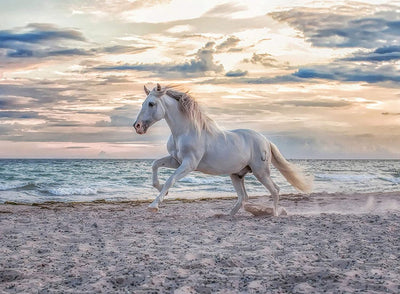 Ravensburger Jigsaw Puzzle Horse sur la plage, 500e.
