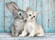 Clementoni - puzzle - 500 pièces - chaton et lapin - série de haute qualité