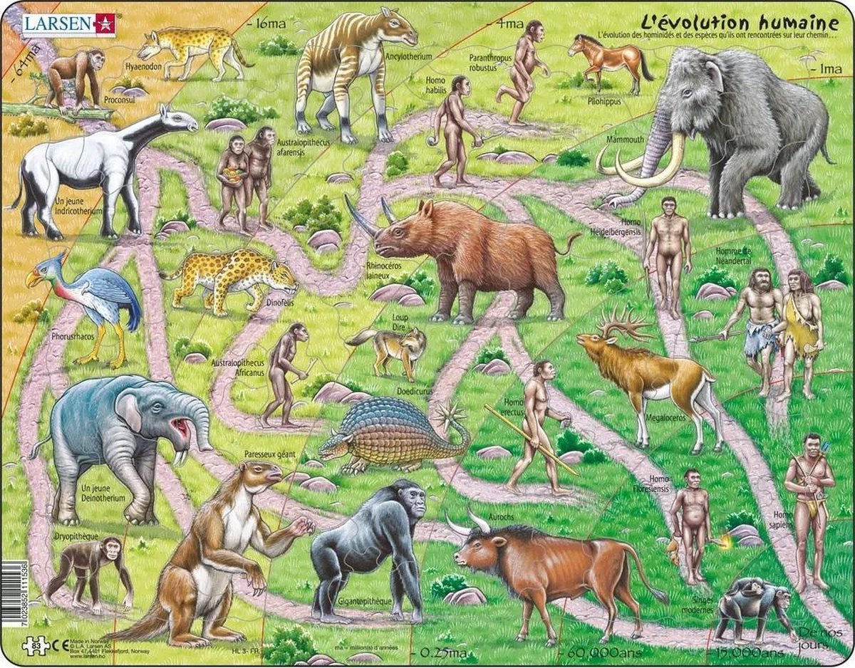 Larsen évolution des singes à l'homme - puzzle - préhistoire - évolution humaine - puzzle éducatif pour enfants - 83 pièces - fabriqué en norvège - pièces extra épaisses de 2.5 mm - plateau avec plaque fixe