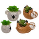 Ootb succulente en pot, paresseux ou koala