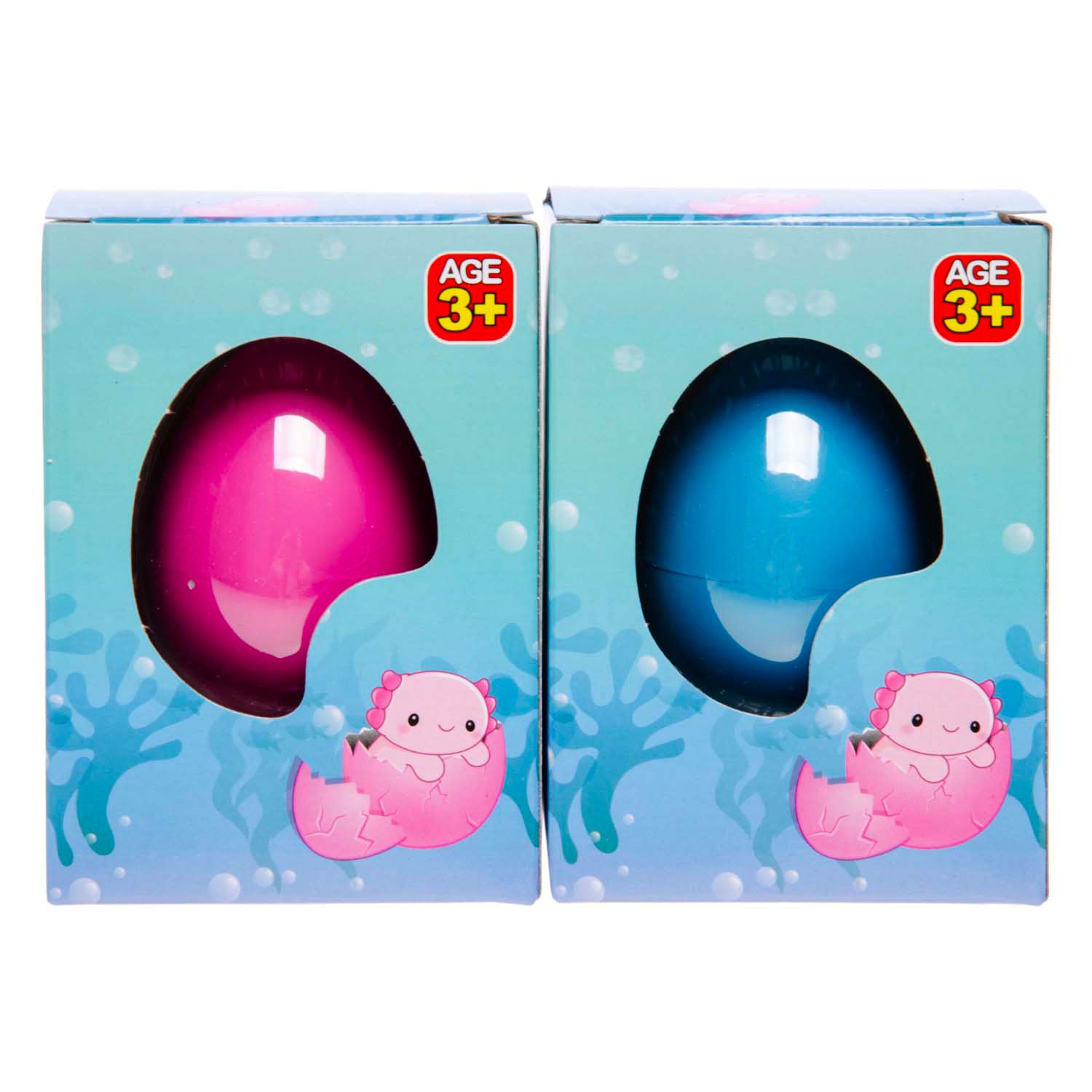 LG IMPORTES COMMENCE Axolotl d'oeufs