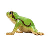 Schleich sauvage vie européenne grenouille arbre 14882