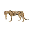 Femme de guépard faunique mojo avec Cub 387167