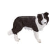 MOJO Farmland Border Collie 387203