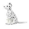 Chiot dalmatien de Kejo Farmlands Puppy 387462