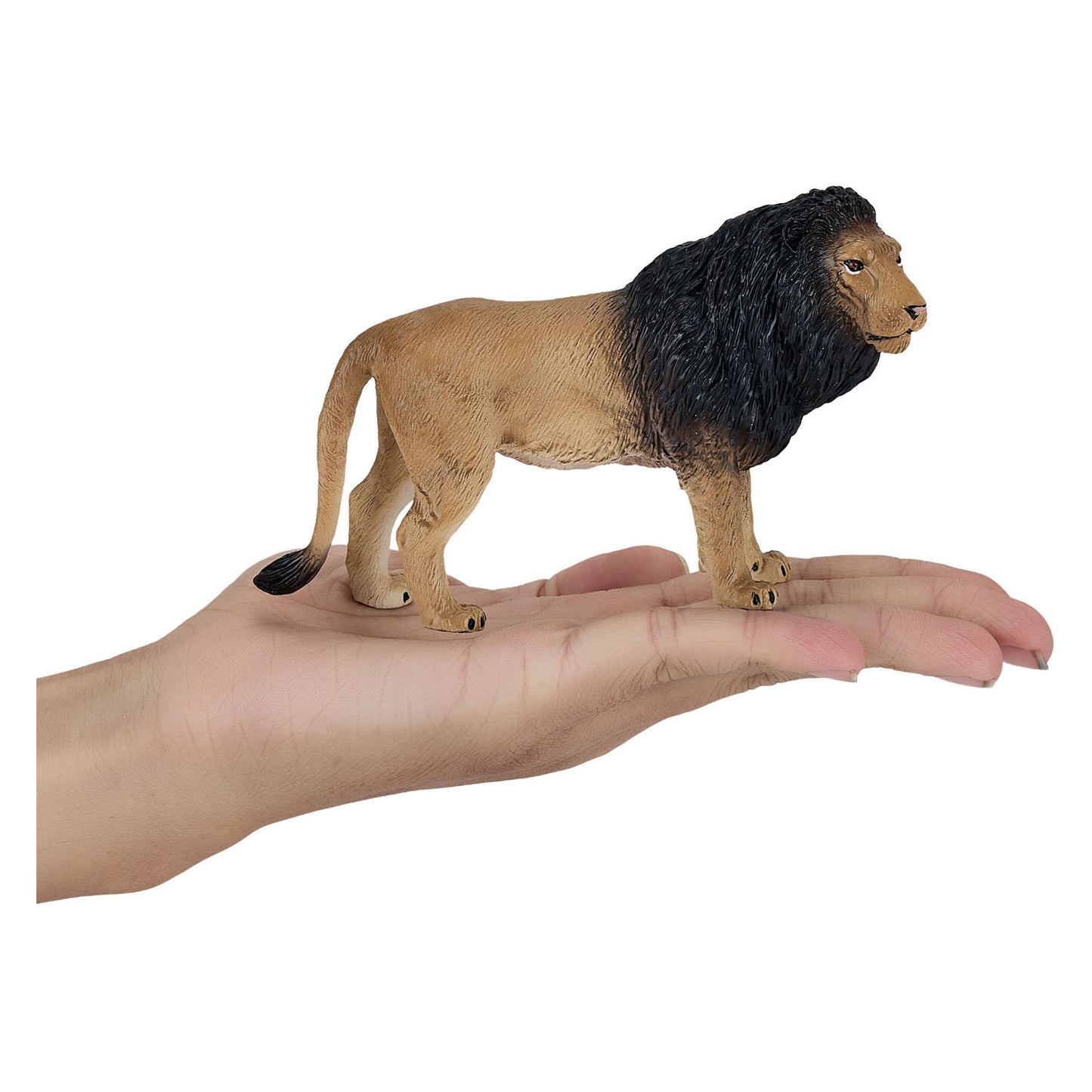 Mojo faune lion africain 381070