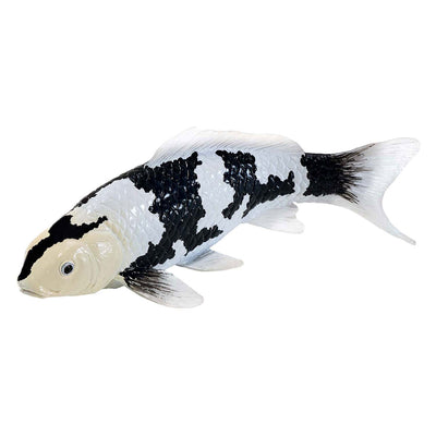 Mojo Seallife Koi Karper - Shiro Utsuri Koi - 381102