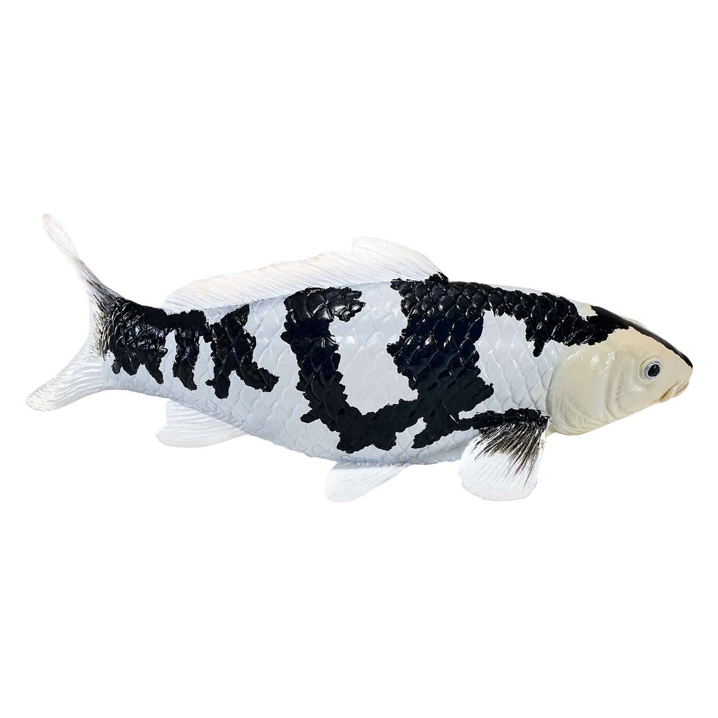 Mojo Seallife Koi Karper - Shiro Utsuri Koi - 381102