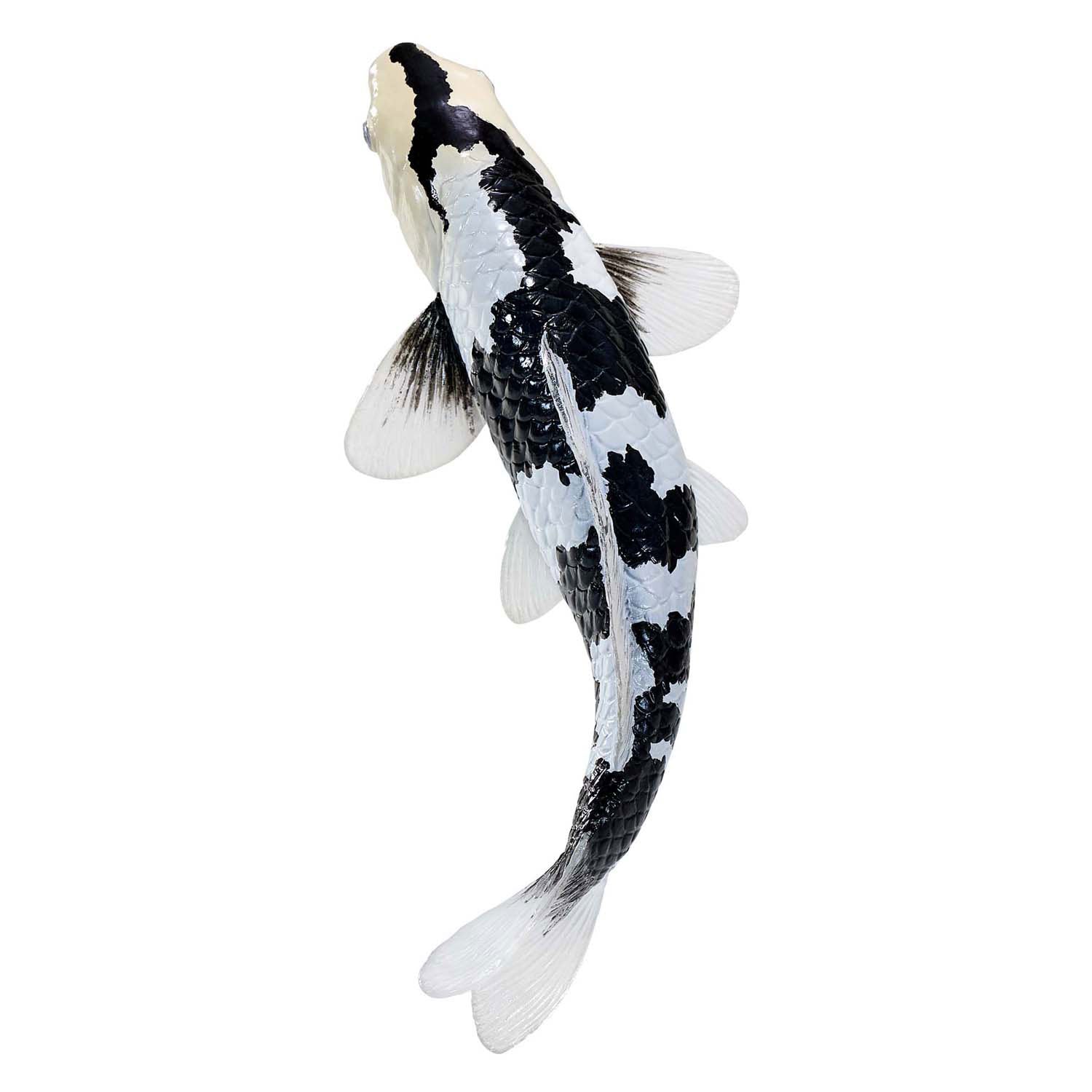 Mojo Seallife Koi Karper - Shiro Utsuri Koi - 381102
