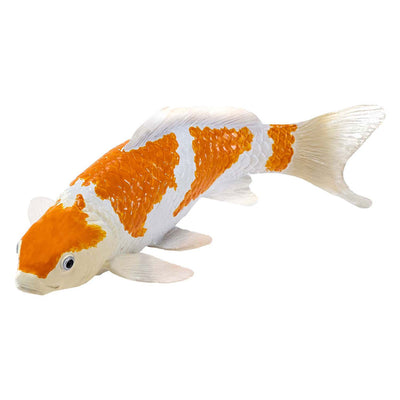 Mojo Seallife Koi Carp - Ochiba Shigure Koi - 381104