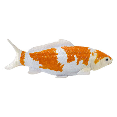 Mojo Seallife Koi Carp - Ochiba Shigure Koi - 381104