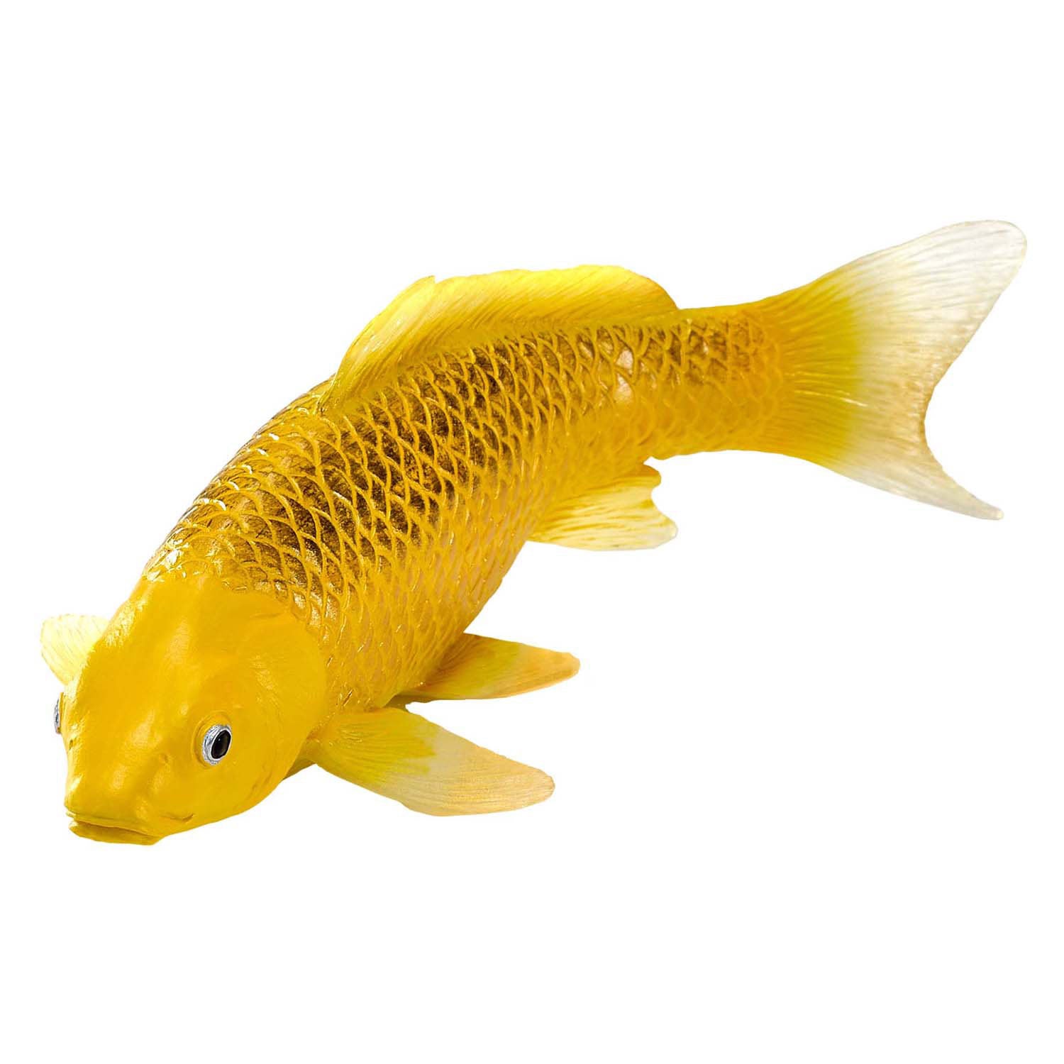 Mojo Seallife Koi Karper - Kin Matsuba Koi - 381105