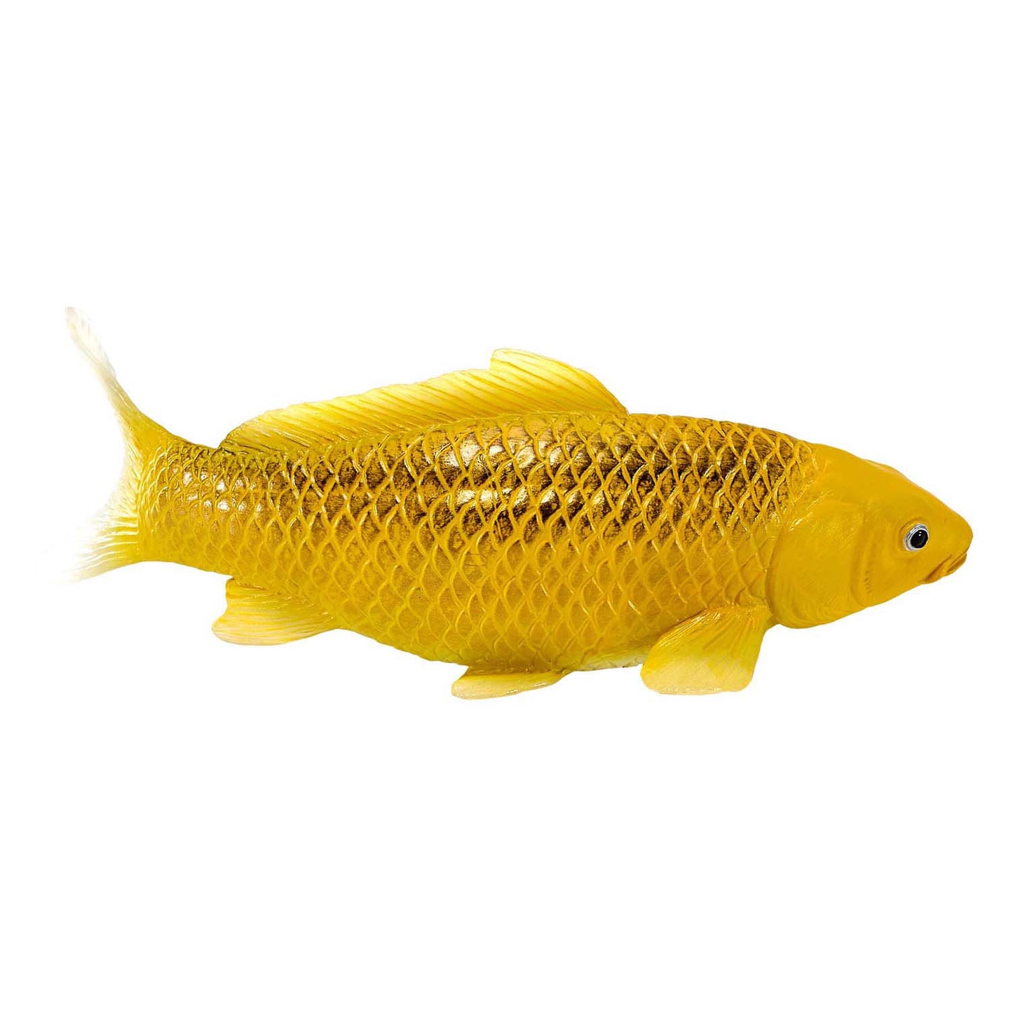 Mojo Seallife Koi Karper - Kin Matsuba Koi - 381105