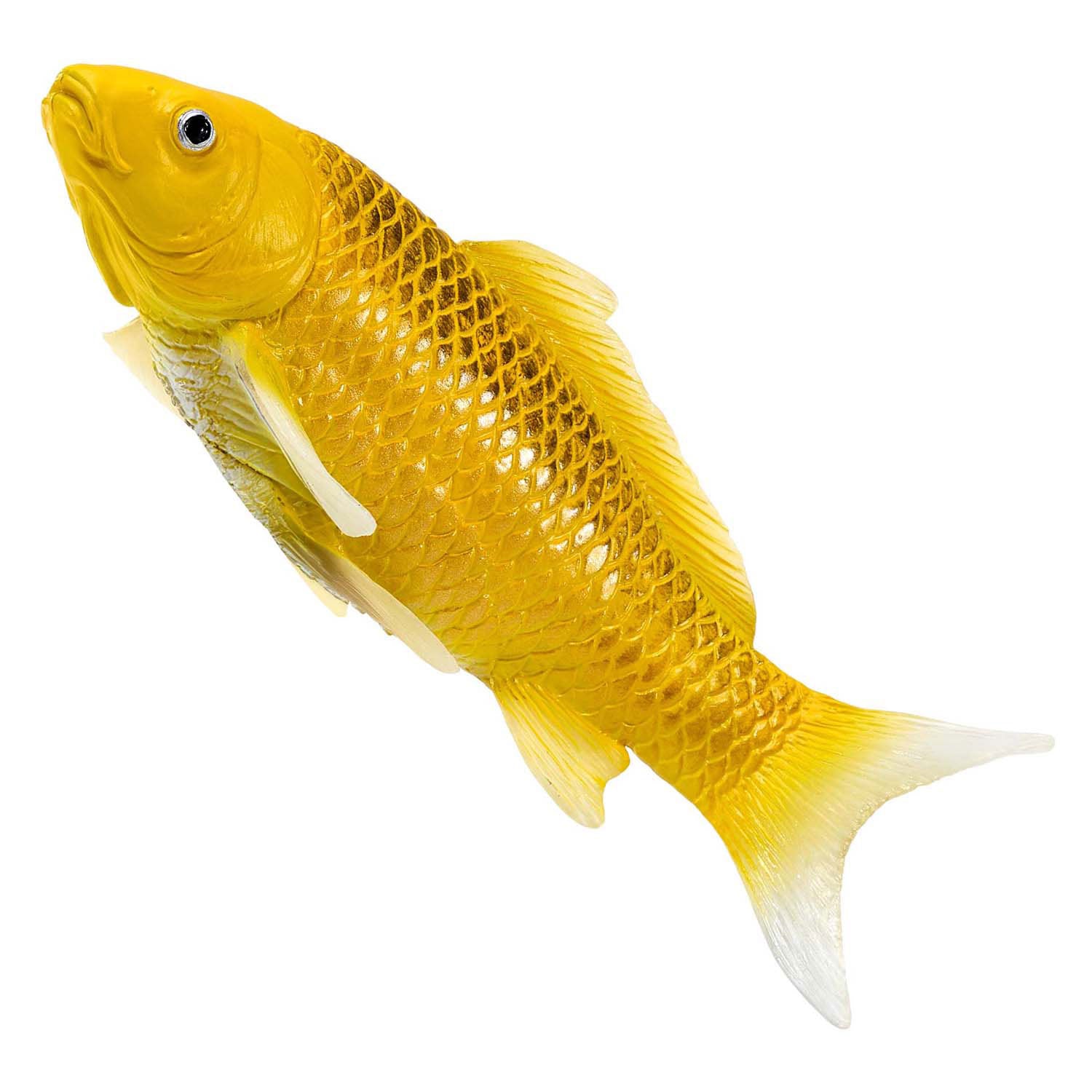 Mojo Seallife Koi Karper - Kin Matsuba Koi - 381105