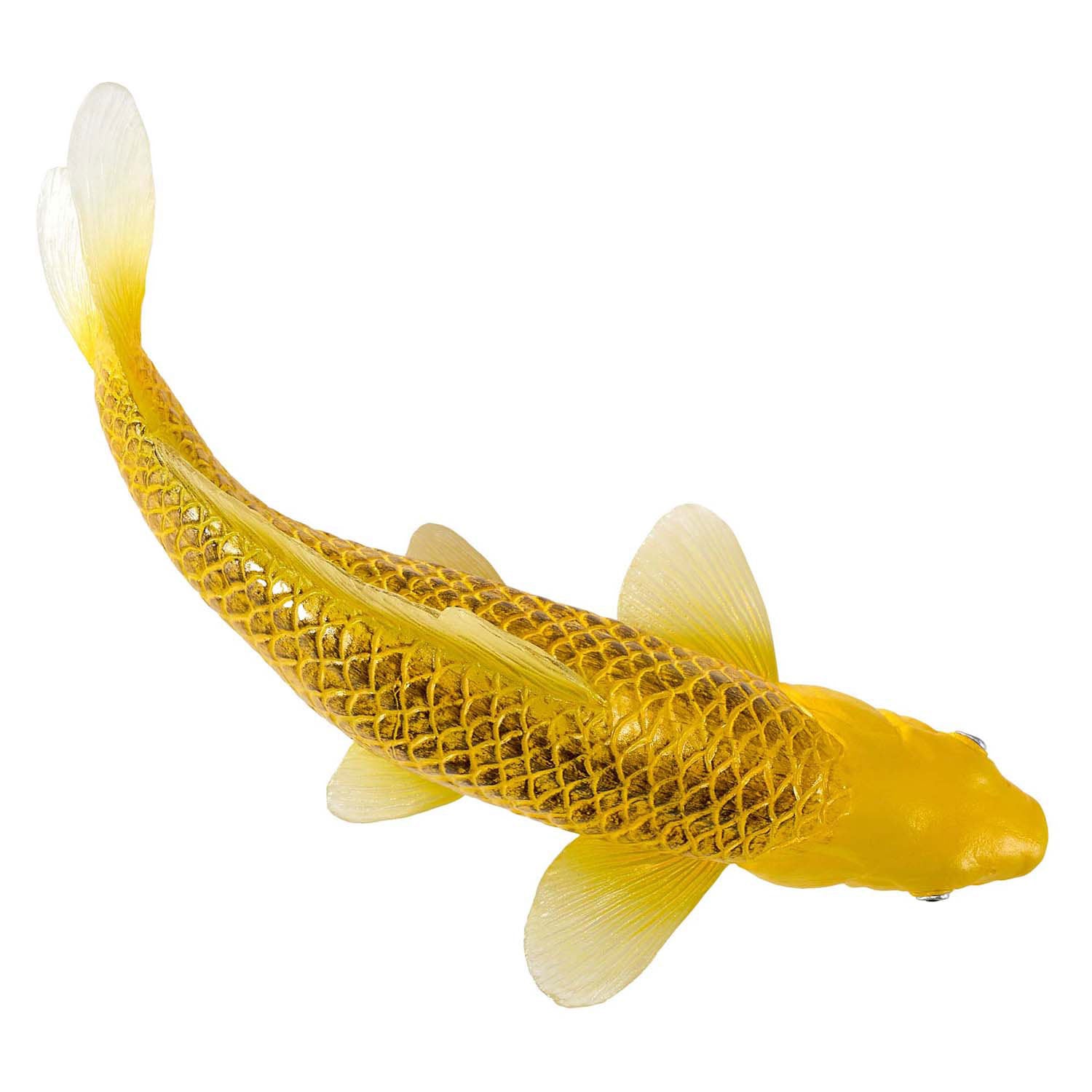 Mojo Seallife Koi Karper - Kin Matsuba Koi - 381105
