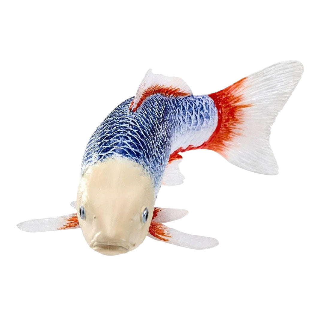 Collection Mojo koi - asagi koi bleu rouge 381118