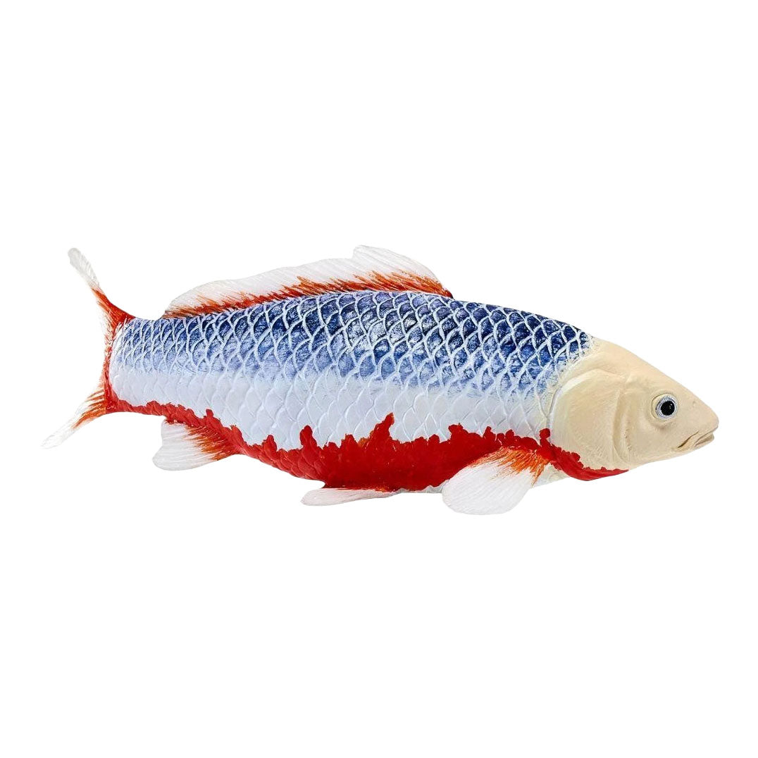 Collection Mojo koi - asagi koi bleu rouge 381118