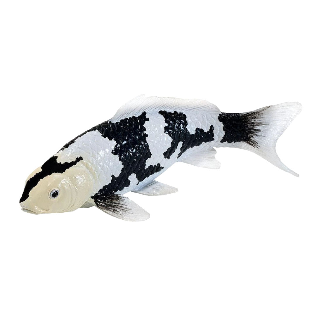 Collection Mojo koi - shiro utsuri koi noir et blanc 381120