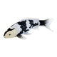 Collection Mojo koi - shiro utsuri koi noir et blanc 381120