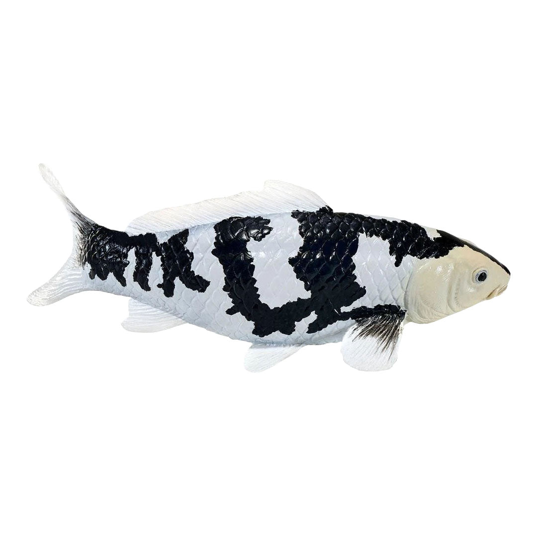 Collection Mojo koi - shiro utsuri koi noir et blanc 381120