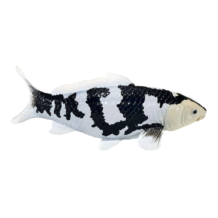 Collection Mojo koi - shiro utsuri koi noir et blanc 381120