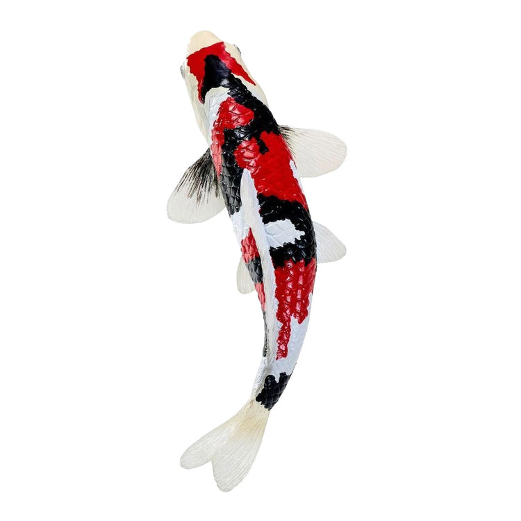 Collection Mojo koi - showa sanshoku koi tricolore 381121