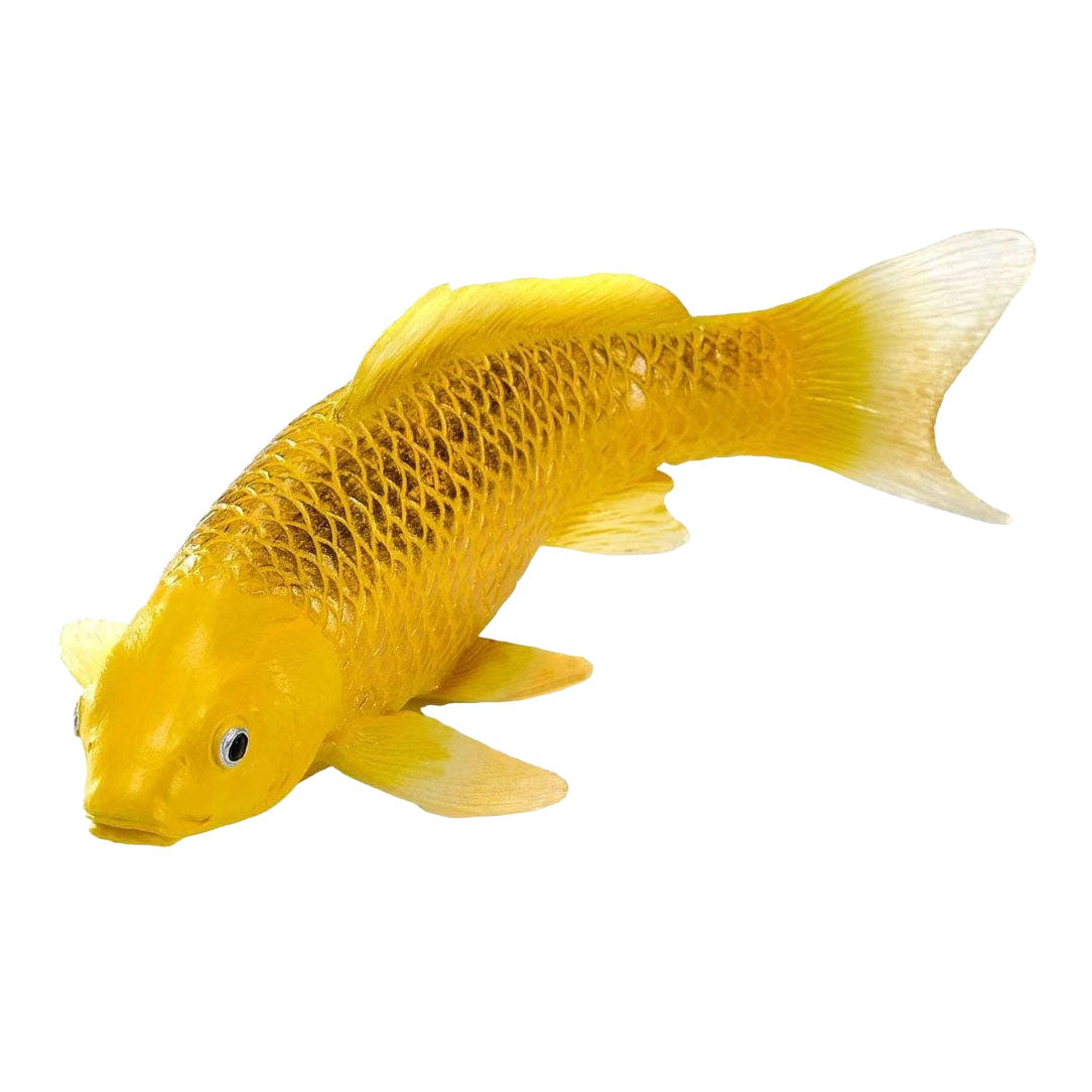Collection Mojo koi - kin matsuba koi or 381123