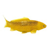 Collection Mojo koi - kin matsuba koi or 381123