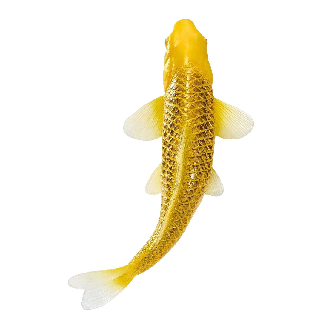 Collection Mojo koi - kin matsuba koi or 381123