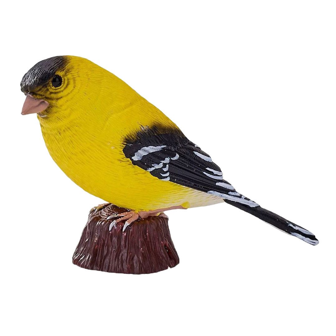 Mojo oiseaux de jardin chardonneret américain 381125