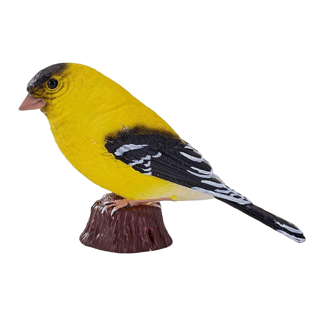 Mojo oiseaux de jardin chardonneret américain 381125