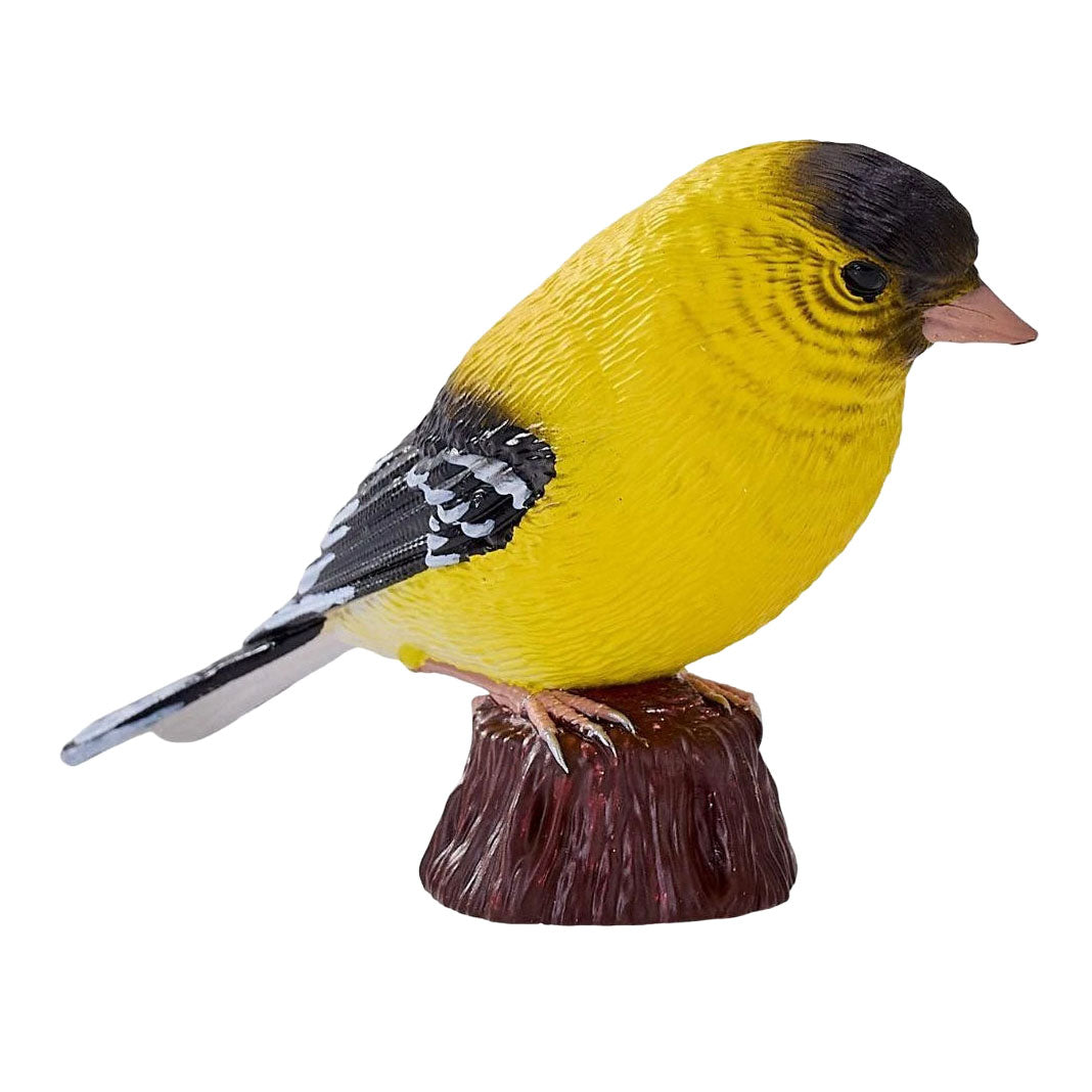 Mojo oiseaux de jardin chardonneret américain 381125