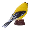 Mojo oiseaux de jardin chardonneret américain 381125
