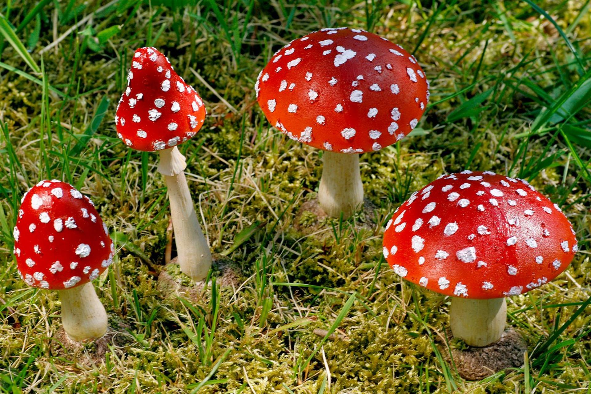 Boltze maison statue champignon h12cm