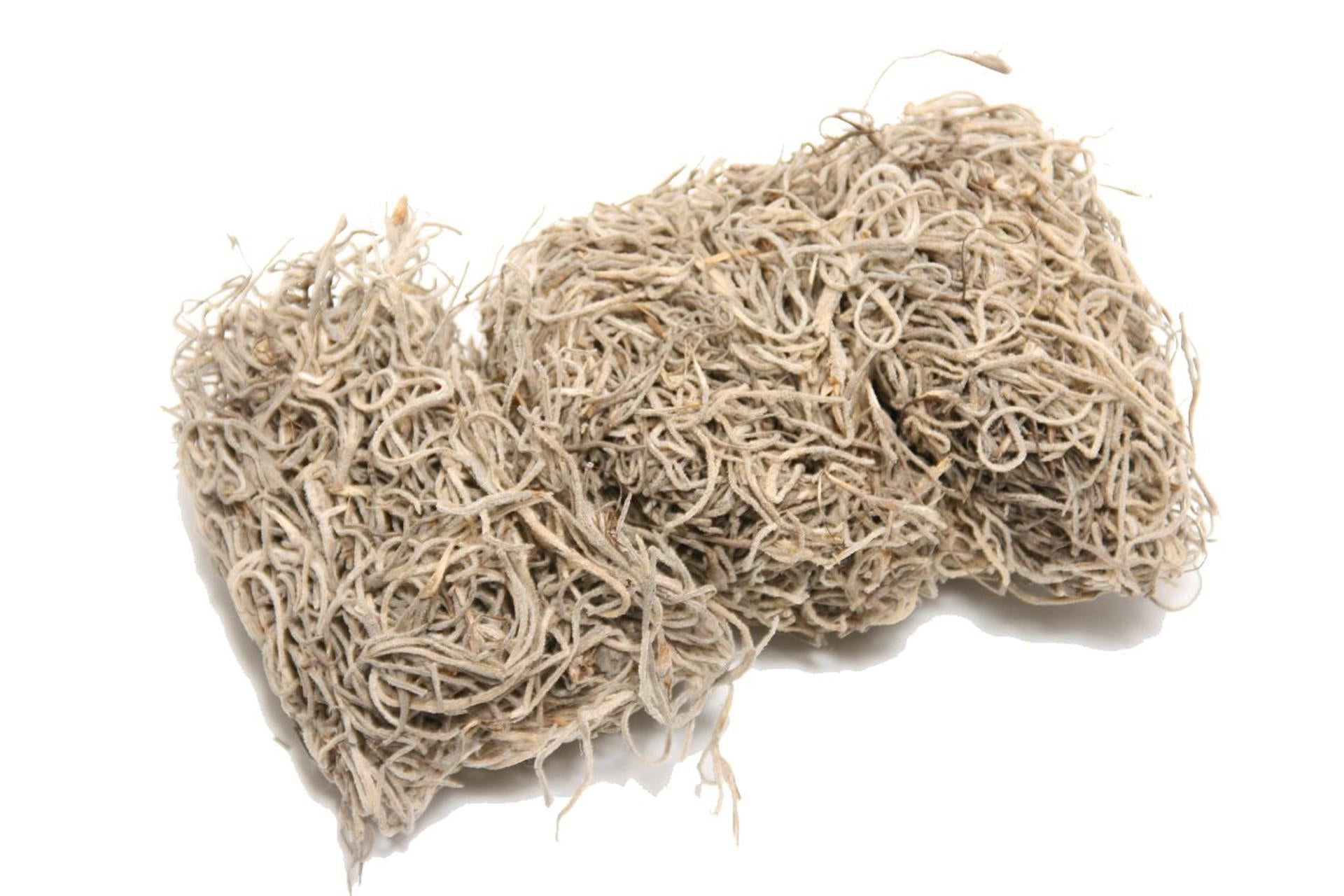 HBx mousse vivante naturelle tillandsia 80gr naturelle