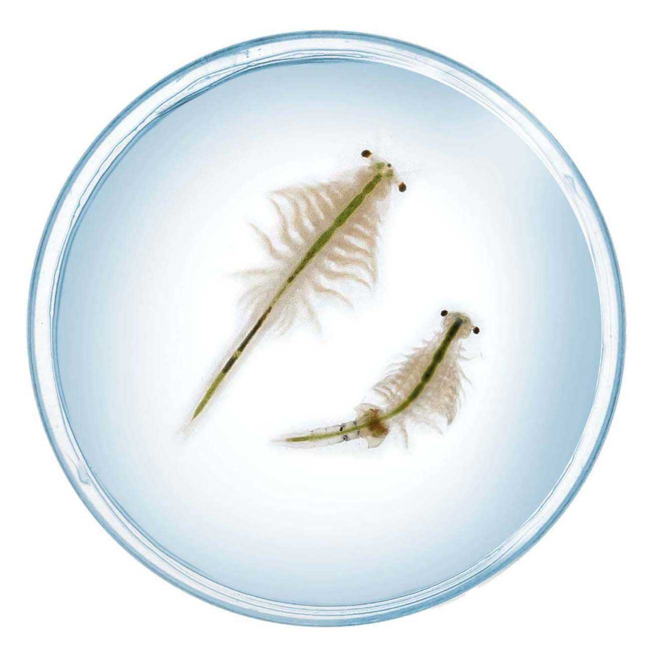 Ensemble de jeu de créatures d'eau salée Selecta Cosmos