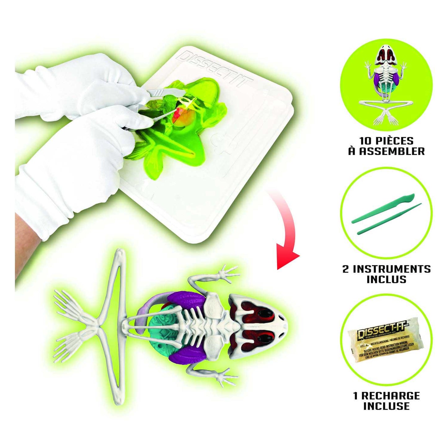 Un laboratoire visqueux dissèque, il dissèque une grenouille