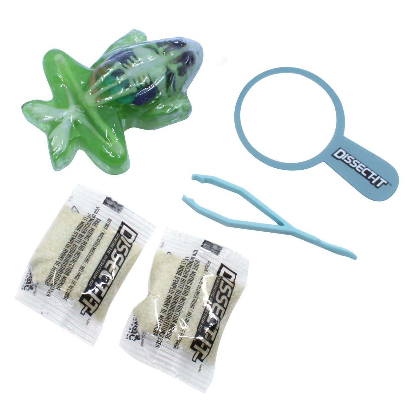 Disséquer-il dissèque une grenouille avec une loupe