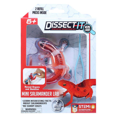 Disséquer-il dissèque une salamandre avec une loupe