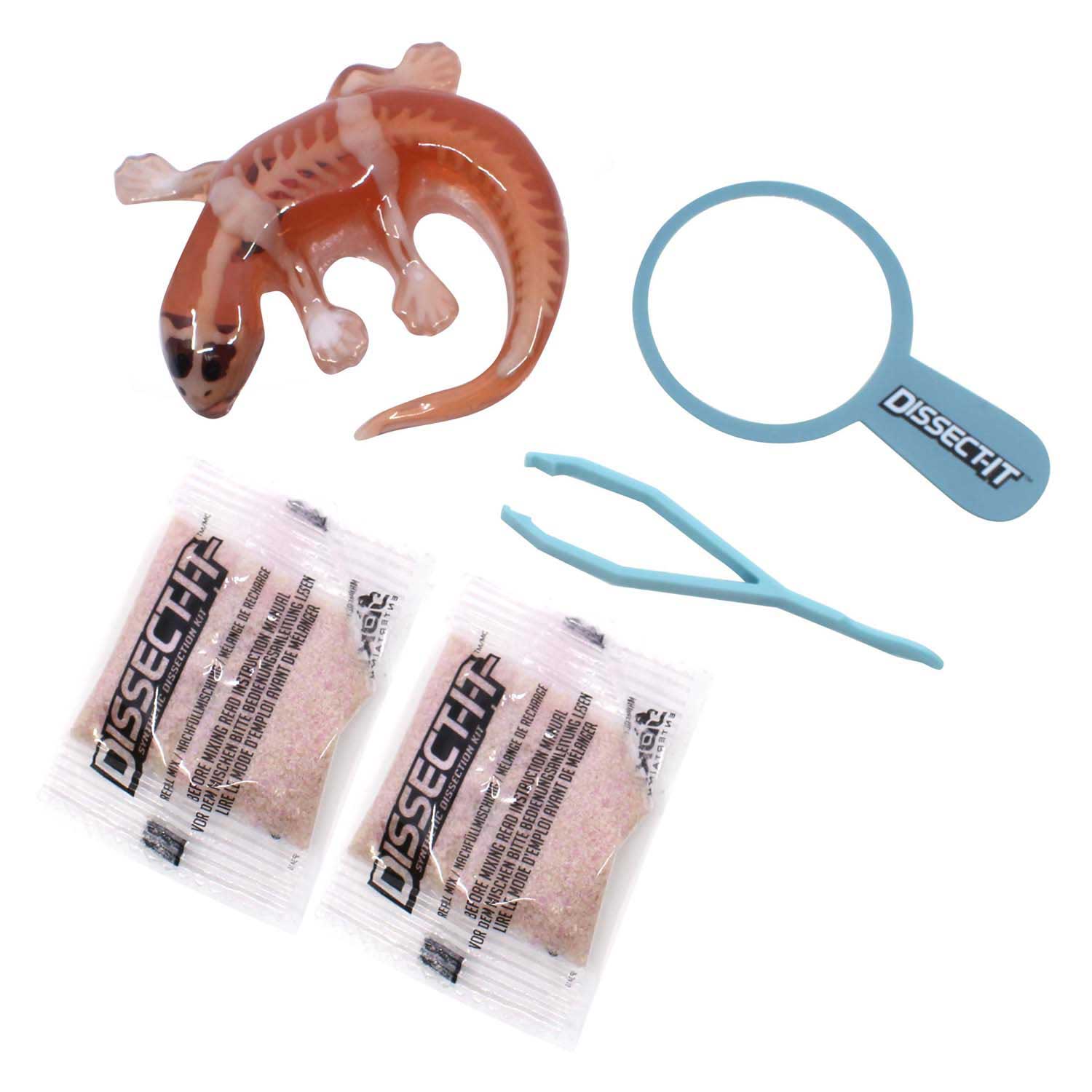 Disséquer-il dissèque une salamandre avec une loupe