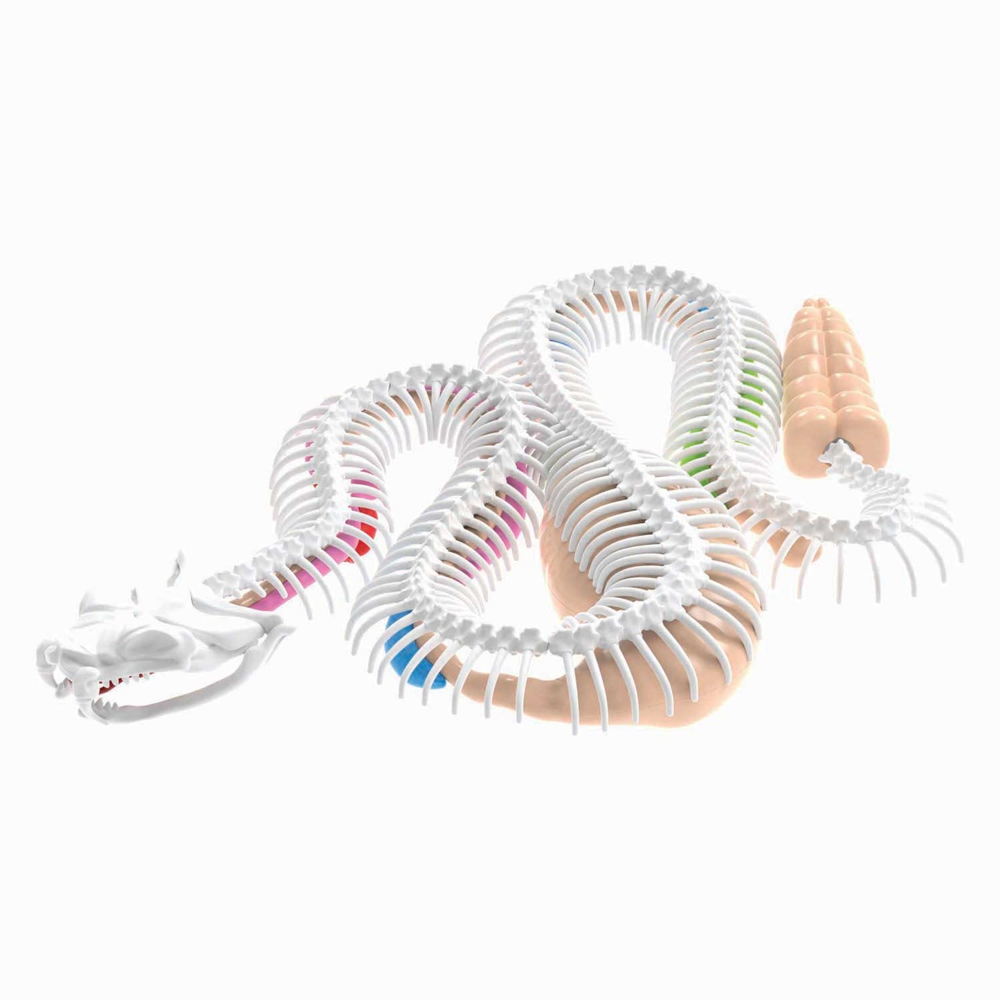 Dissect-it dissèque un méga coffret cadeau serpent à sonnette