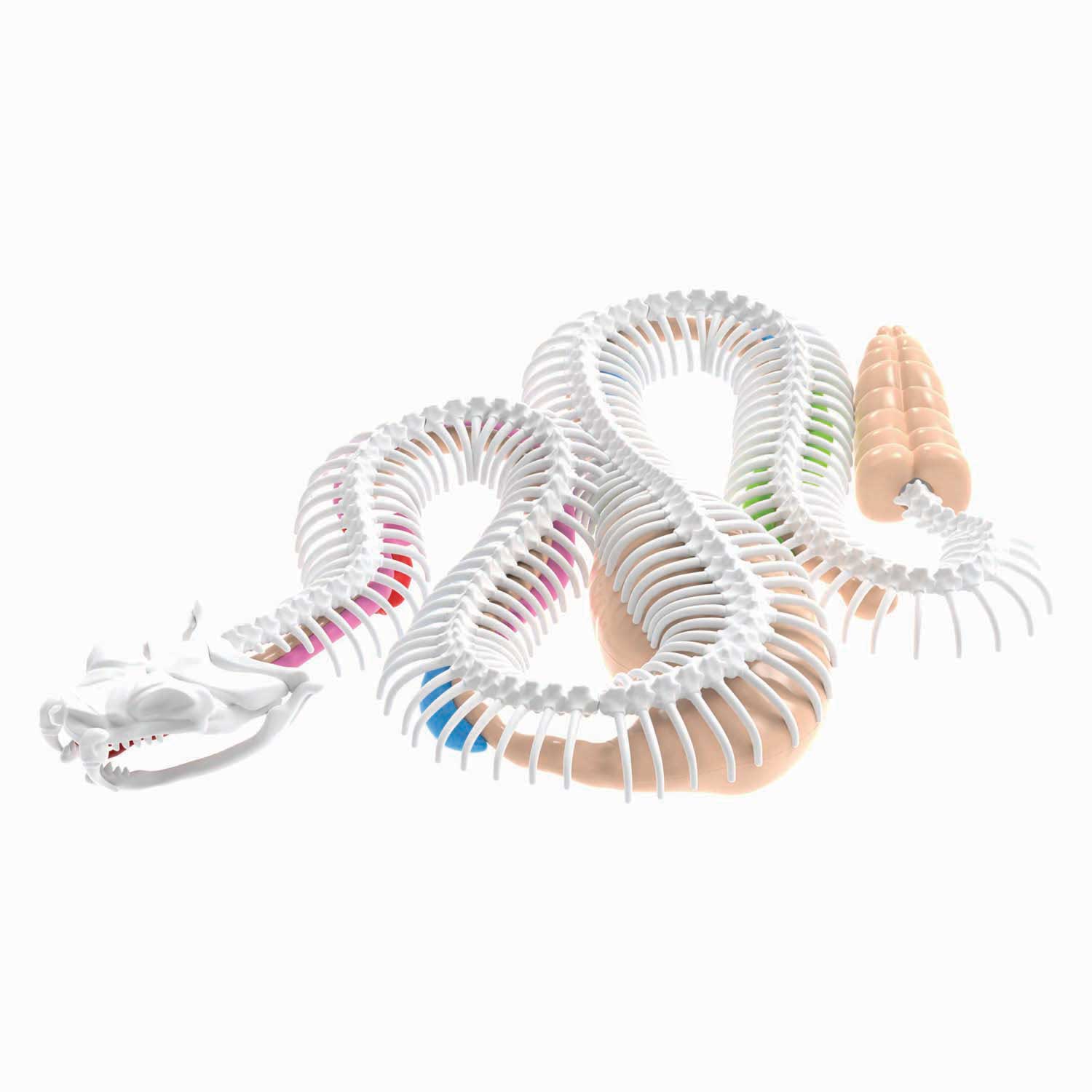 Dissect-it dissèque un méga coffret cadeau serpent à sonnette