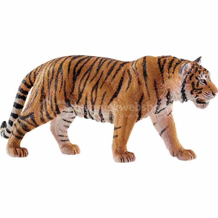 Tiger bengalien 14729
