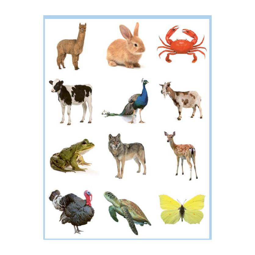 Livre de coloriage et d'autocollants Deltas Sweet Animals