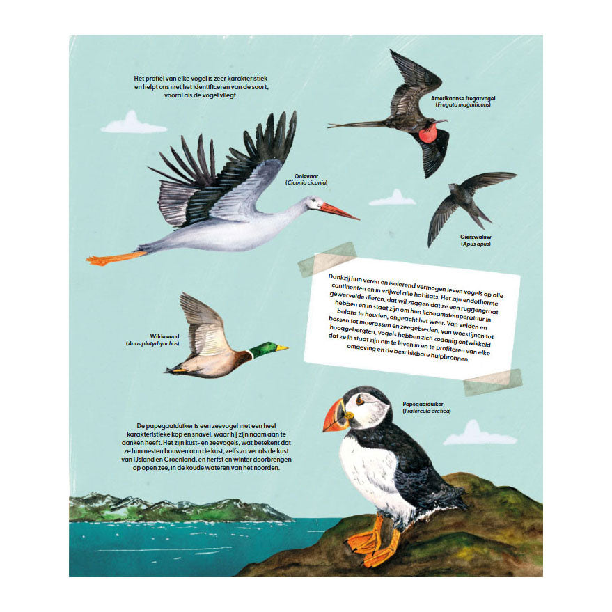 Deltas le monde merveilleux des oiseaux