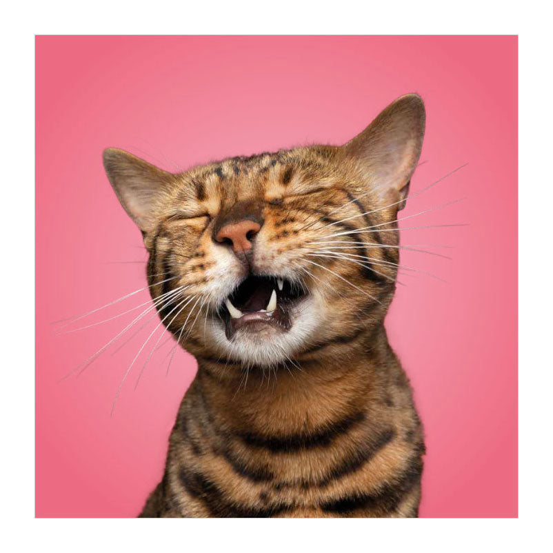 Les deltas correspondent aux chats ! - jeu de mémo