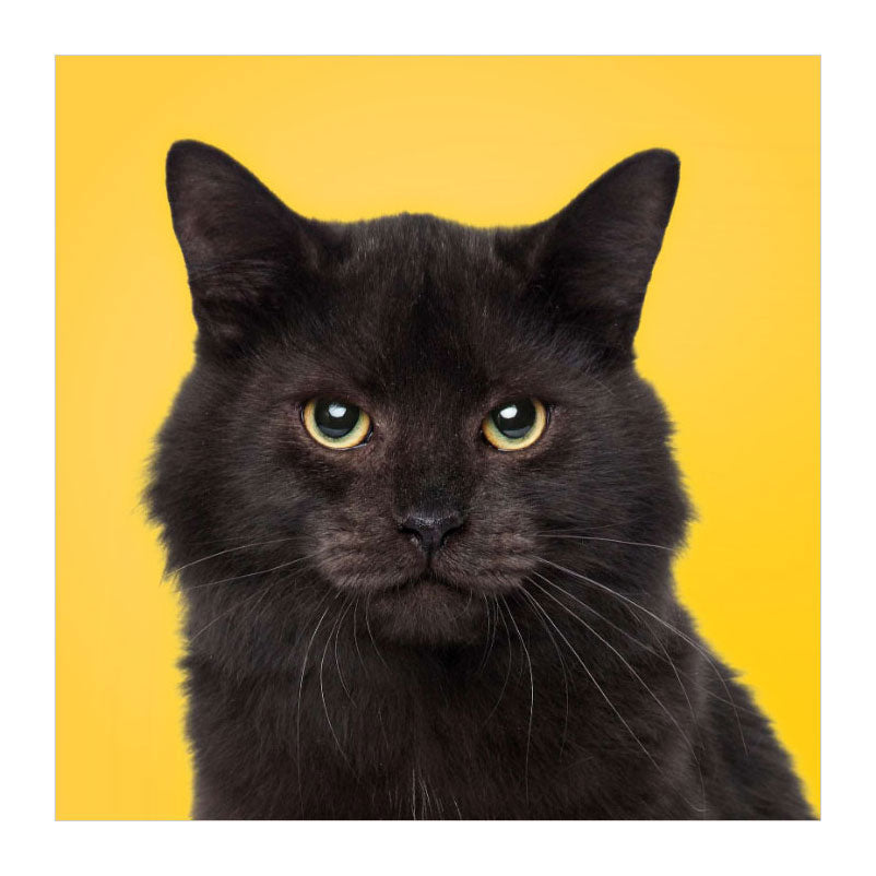 Les deltas correspondent aux chats ! - jeu de mémo